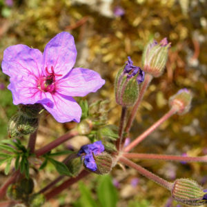 Wermut Reiherschnabel Bluete lila Erodium absinthoides 04