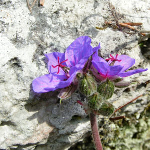 Wermut Reiherschnabel Bluete lila Erodium absinthoides 05