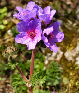 Wermut Reiherschnabel Bluete lila Erodium absinthoides 06