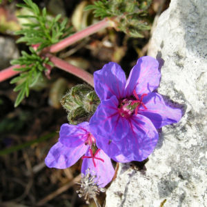 Wermut Reiherschnabel Bluete lila Erodium absinthoides 07