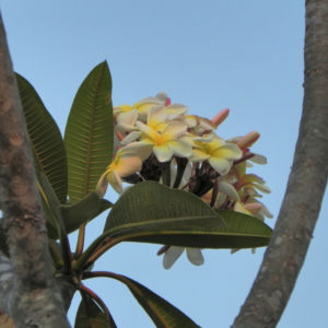 Westindische Frangipani Bluete weiss Plumeria alba 01