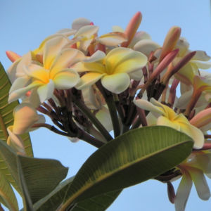 Westindische Frangipani Bluete weiss Plumeria alba 03