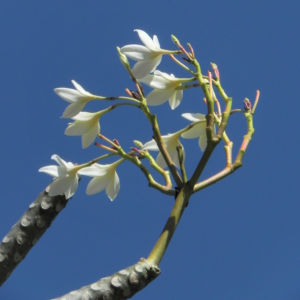 Westindische Frangipani Bluete weiss Plumeria alba 09