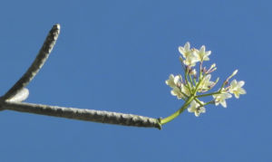 Westindische Frangipani Bluete weiss Plumeria alba 10