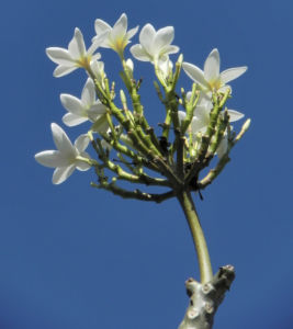 Westindische Frangipani Bluete weiss Plumeria alba 11