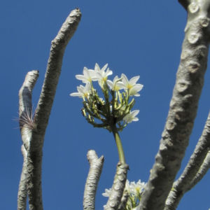 Westindische Frangipani Bluete weiss Plumeria alba 13