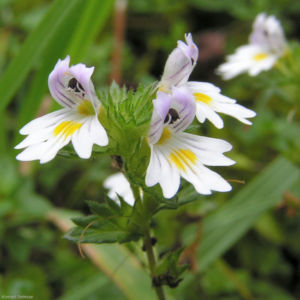 Wiesen Augentrost Bluete weiss Euphrasia rostkoviana 01 1