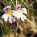 Zurück zum kompletten Bilderset Wiesen-Augentrost Blume Blüte weiß Euphrasia rostkoviana