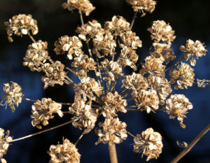 Wiesen Baerenklau Herbstdolde braun Heracleum sphindylium 03