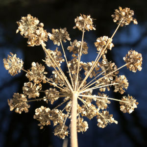 Wiesen Baerenklau Herbstdolde braun Heracleum sphindylium 05