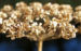 Zurück zum kompletten Bilderset Wiesen Bärenklau Herbstdolde braun - Heracleum sphindylium