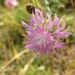 Zurück zum kompletten Bilderset Wiesen-Flockenblume Blüte pink Centaurea jacea