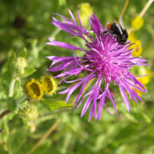 Wiesen Flockenblume Bluete purpurrot Centaurea jacea 01