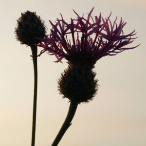 Wiesen Flockenblume Bluete purpurrot Centaurea jacea 02