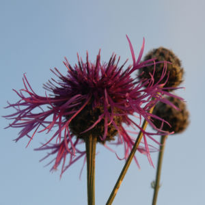 Wiesen Flockenblume Bluete purpurrot Centaurea jacea 04