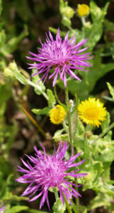 Wiesen Flockenblume Bluete purpurrot Centaurea jacea 05