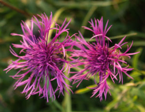 Wiesen Flockenblume Bluete purpurrot Centaurea jacea 08