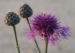Zurück zum kompletten Bilderset Wiesen-Flockenblume Blüte purpurrot Centaurea jacea