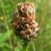 Zurück zum kompletten Bilderset Wiesen Flockenblume Knospe braun glänzend Centaurea jacea