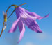 Zurück zum kompletten Bilderset Wiesen-Glockenblume Blüte blau Campanula patula