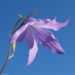 Zurück zum kompletten Bilderset Wiesen-Glockenblume Blüte lila Campanula patula
