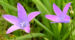 Zurück zum kompletten Bilderset Wiesen-Glockenblume Blüte hell pink Campanula patula