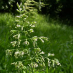 Wiesen Goldhafer Trisetum flavescens 01