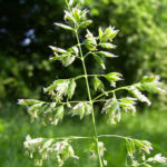 Wiesen Goldhafer Trisetum flavescens 02