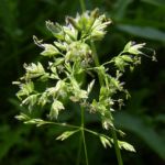 Wiesen Goldhafer Trisetum flavescens 03