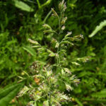 Wiesen Goldhafer Trisetum flavescens 04