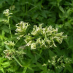 Wiesen Goldhafer Trisetum flavescens 05