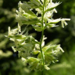 Wiesen Goldhafer Trisetum flavescens 06