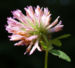 Zurück zum kompletten Bilderset Wiesen-Klee Kraut Blüte rot Trifolium pratense