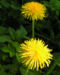 Zurück zum kompletten Bilderset Wiesen Löwenzahn Blüte gelb Taraxacum officinale