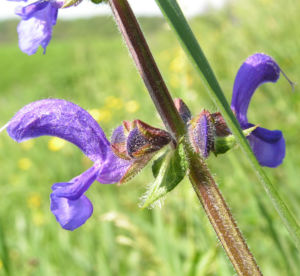 Wiesen Salbei Bluete blau Salvia pratensis 01