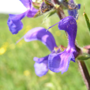 Wiesen Salbei Bluete blau Salvia pratensis 02
