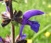 Zurück zum kompletten Bilderset Wiesen-Salbei Blüte blau Salvia pratensis