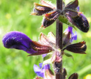 Wiesen Salbei Bluete blau Salvia pratensis 04