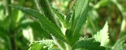 Anklicken um das ganze Bild zu sehen  Wiesensalbei Blüte lila Salvia pratensis