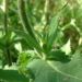 Zurück zum kompletten Bilderset Wiesensalbei Blüte lila Salvia pratensis