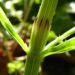 Zurück zum kompletten Bilderset Wiesen-Schachtelhalm Stängel grün Equisetum pratense