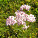 Zurück zum kompletten Bilderset Feinblättrige Schafgarbe Blütendolde rose Achillea setacea