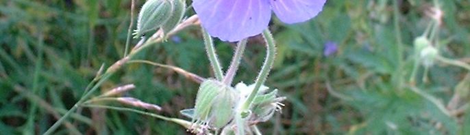 Anklicken um das ganze Bild zu sehen  Wiesen Storchschnabel Blüte lila Geranium pratense