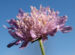 Zurück zum kompletten Bilderset Wiesen-Witwenblume Blüte lila Knautia arvensis