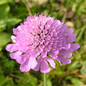 Wiesen Witwenblume Bluete pink Knautia arvensis 02