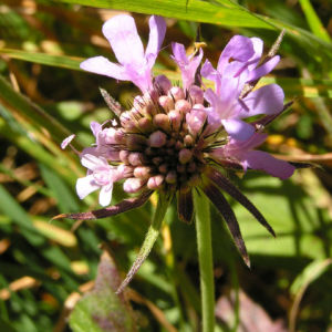 Wiesen Witwenblume Bluete pink Knautia arvensis 06