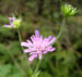 Zurück zum kompletten Bilderset Wiesen-Witwenblume Blüte pink Knautia arvensis