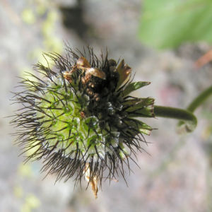 Wiesen Witwenblume Bluete pink Knautia arvensis 12