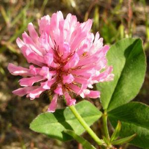 Wiesenklee Rot Klee Bluete hellpurpurn Trifolium pratense 02