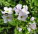 Zurück zum kompletten Bilderset Wiesenschaumkraut Blüte rose Cardamine pratensis